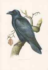 Kolkrabe Corvus corax  Rabe  Farbdruck 1958 Ornithologie