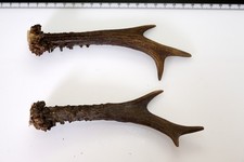 2 Geweihstangen vom Reh Geweih