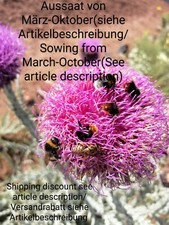 Illyrische Eselsdistel, Onopordum illyricum, Illyrian thistle, 90 seeds, samen