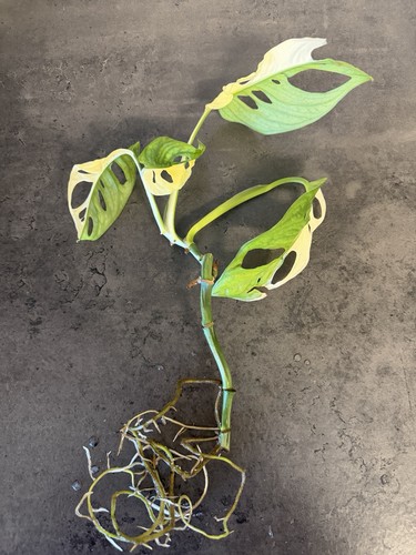 Monstera adansonii albo - adansonii,