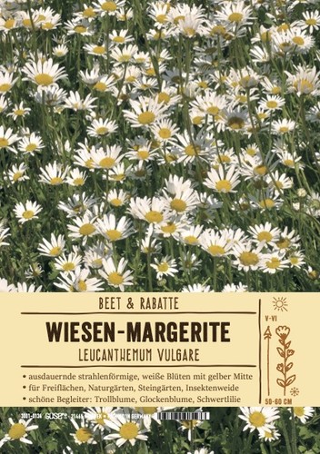 Leucanthemum vulgare - leucanthemum,