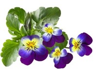 1000 samen wildes - 1000,