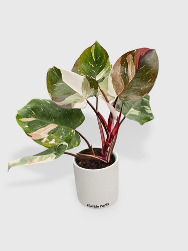 Philodendron red medusa - red,