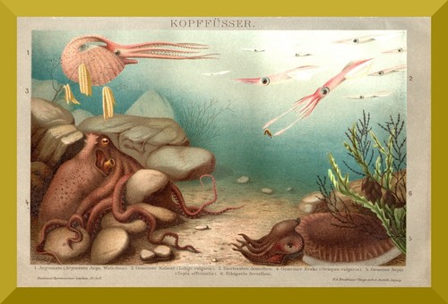 Kopffüßer historischer - kopffüßer, +historischer