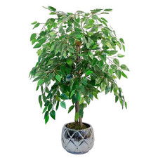 Maia Shop Ficusbaum