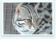 1 AK Bengalkatze 1 Wildkatze Raubkatze Raubtier *