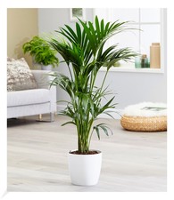 Kentia palme pflanze - palme,1,