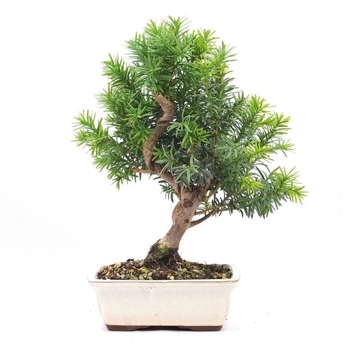 Bonsai eibe hybrid taxus - bonsai, 'taxus