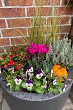 Herbst Blumen-Set für Kübel und Balkonkasten. 8 Pflanzen + Zierkürbis, Farben...