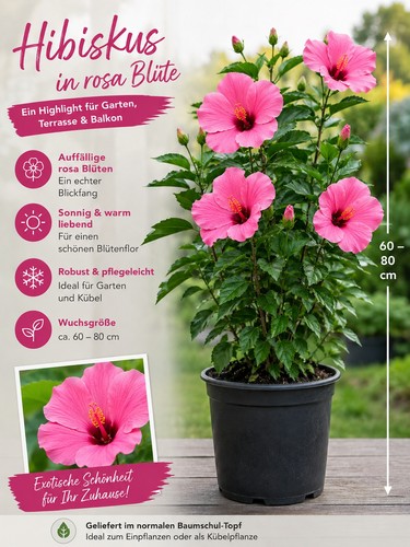 Hibiscus pink 80 cm - hibiscus, -80