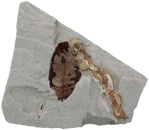 Pliozän blatt von betulaceae - ,