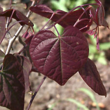 Kanadischer Judasbaum Ace of Spades 60-80cm - Cercis canadensis