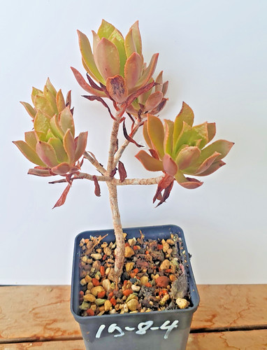 Aeonium decorum gomera - la,