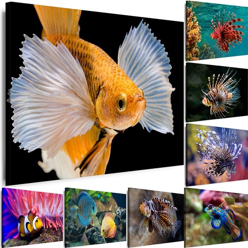 Bilder fische leinwand - fische,
