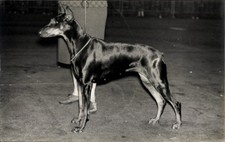 Foto Hund an der Leine, Dobermann, Portrait - 4415307