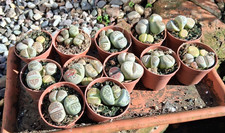 2 Stück Lithops spec. Mix