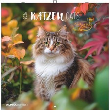 Katzen 2026 -