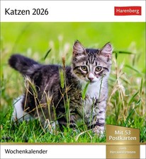 Katzen Postkartenkalender 2026