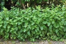 99 Samen Zitronenmelisse Heilpflanze Kraut Bienenweide Saatgut Wild blumen TOP