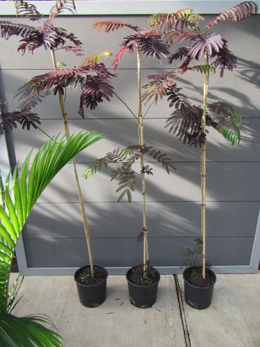 Albizia summer chocolate - albizia, chocolate'®