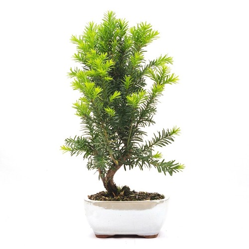 Bonsai eibe hybrid taxus - bonsai,