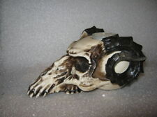 Widderhornschädel groß ohne