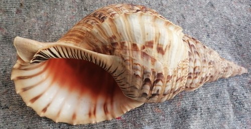 Charismatische meeresschnecke - charismatische,