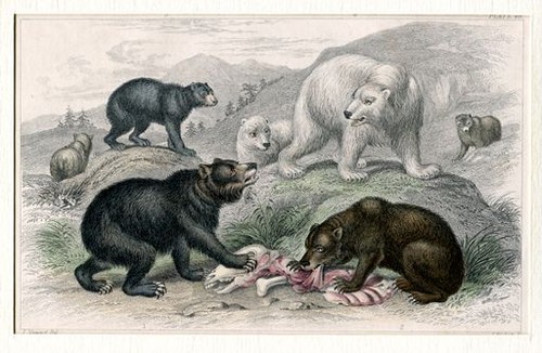 Bären grisly bear european - bären, (grisly