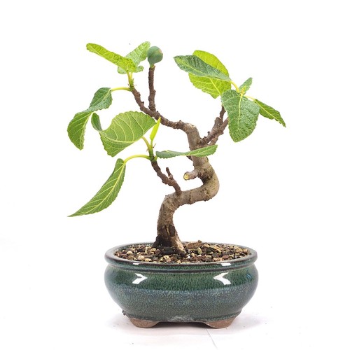 Bonsai essfeige ficus carica - essfeige, 'ficus