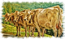 POSTER XXL POP ART KUH KÜHE