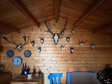 Geweihe Trophäen Hirsch Elch