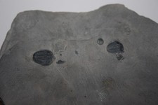 Trilobit der Art Elrathia