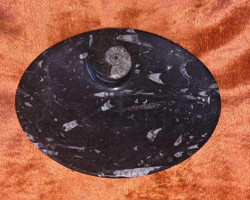 Fossilienschale orthoceras - -,