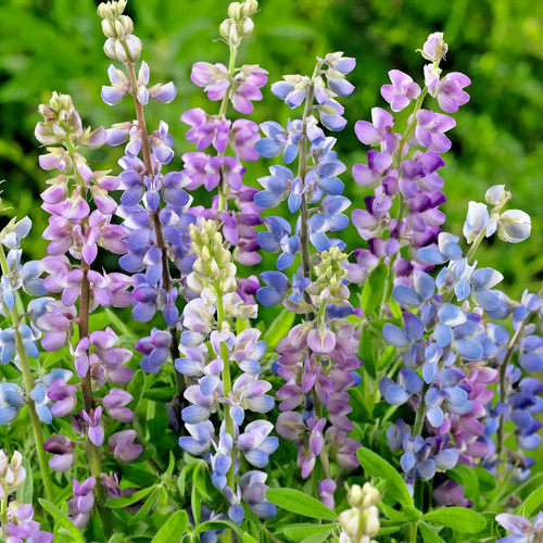 Lupinen mix 500 samen lupinus - lupinen,