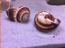 20 Schneckenhäuser für