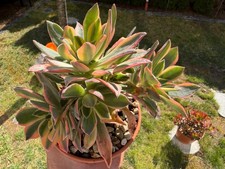 Aeonium leucopleblarum yemen - aeonium,