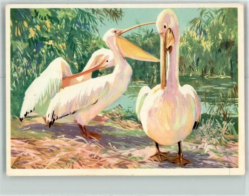 39434600 pelicans sanella - -,