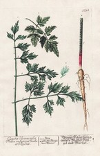 Cicuta Viennensis Schierling cowbane Blackwell Kräuterbuch engraving Botanik