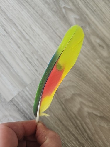 Bunte - 14, cm
