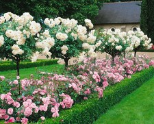 Rosa 'Sonnenschirm', Strauchrose, gelb, 3-5 Liter Container