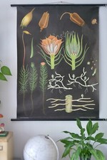 VINTAGE | SCHULWANDKARTE