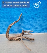 🪸 Moorkienwurzel-