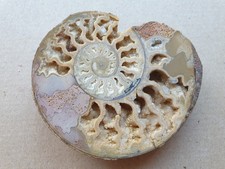 Wundervoller gesägter Ammonit