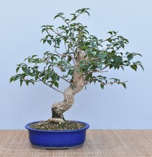 Bonsai Mediterran, Drillingsblume (Bougainvillea glabra) 25061 | Bonsai-Müller