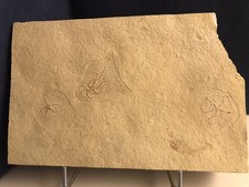 Platte mit Schlangensternen; Ophiopetra lithographica, Jura, Tithon, Hienheim