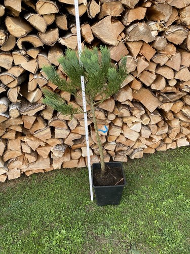 Bergmammutbaum sequoiadendron - bergmammutbaum,,