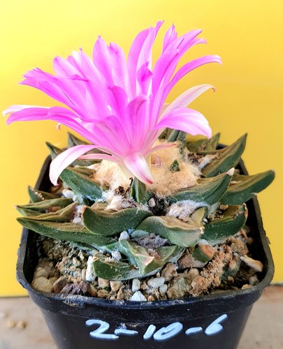Ariocarpus spec auf eigenen - ariocarpus,