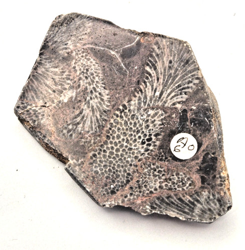 Versteinerter crinoid 67 - versteinerter, 8