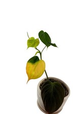 Rare Philodendron Aurea Micans