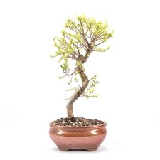 BONSAI Japanische Ulme 'Ulmus